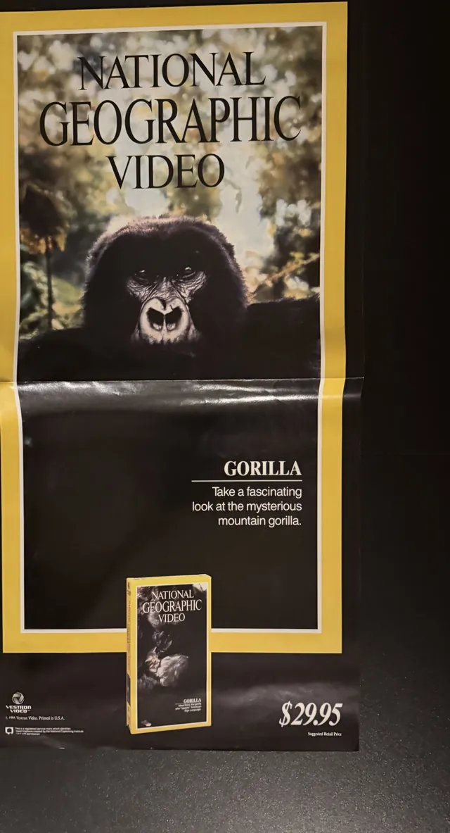 Actual National Geographic Video: Gorilla - retail poster front photograph
