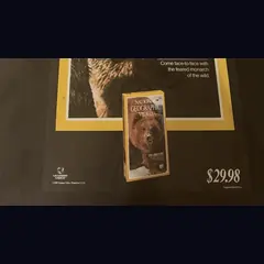Actual National Geographic Video: The Grizzlies - Vestron promotional poster detail image 4
